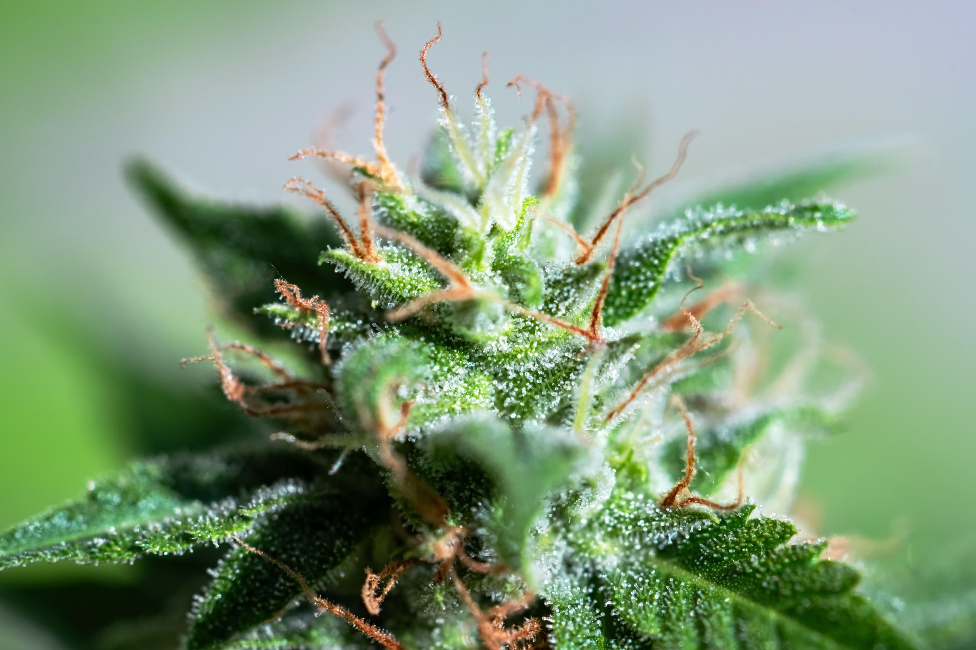 Israeli Study Reveals Cannabis Terpenes Activate Endocannabinoid Receptors