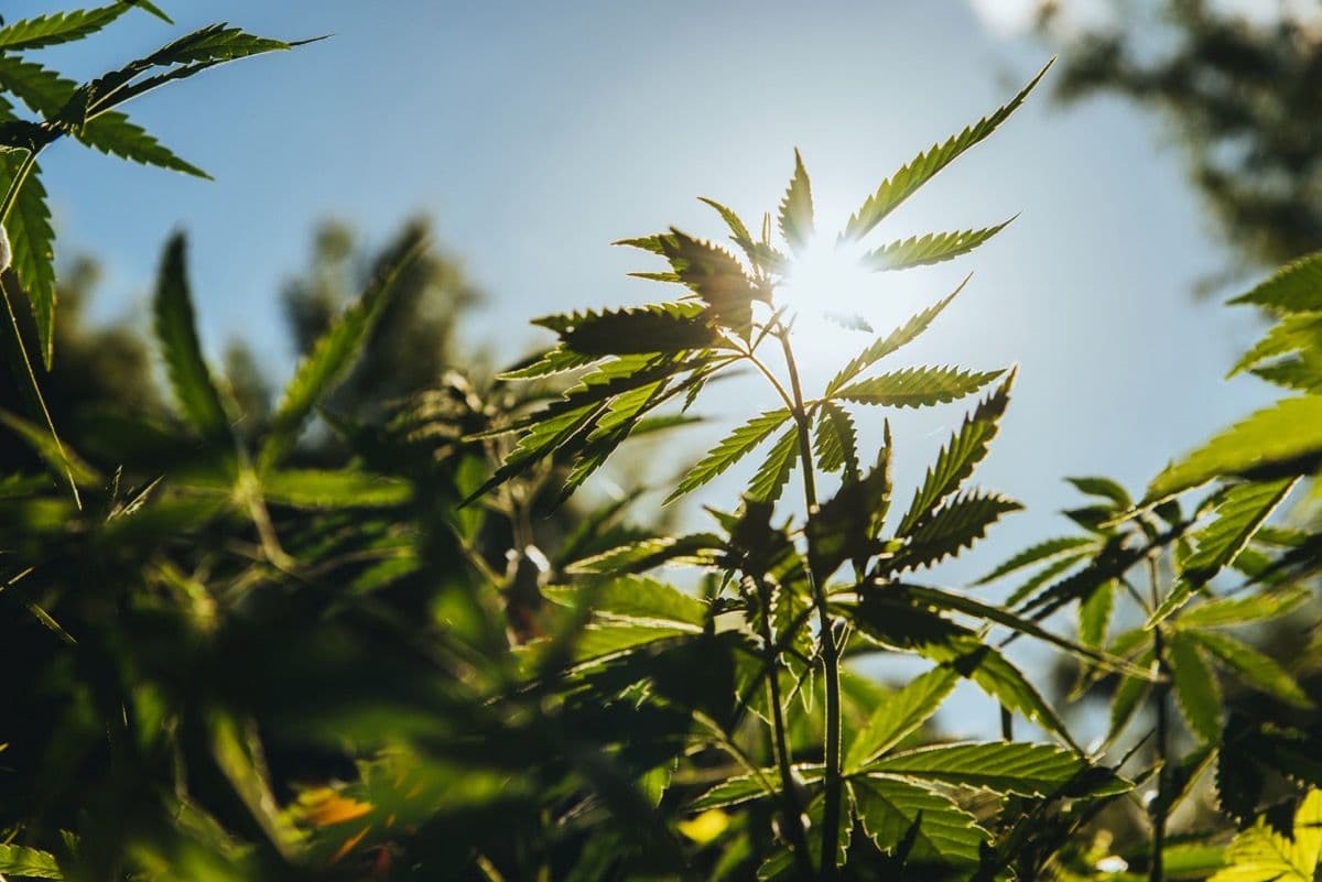 US Hemp Roundtable Sounds Alarm Over Senate Hemp Legislation Threat