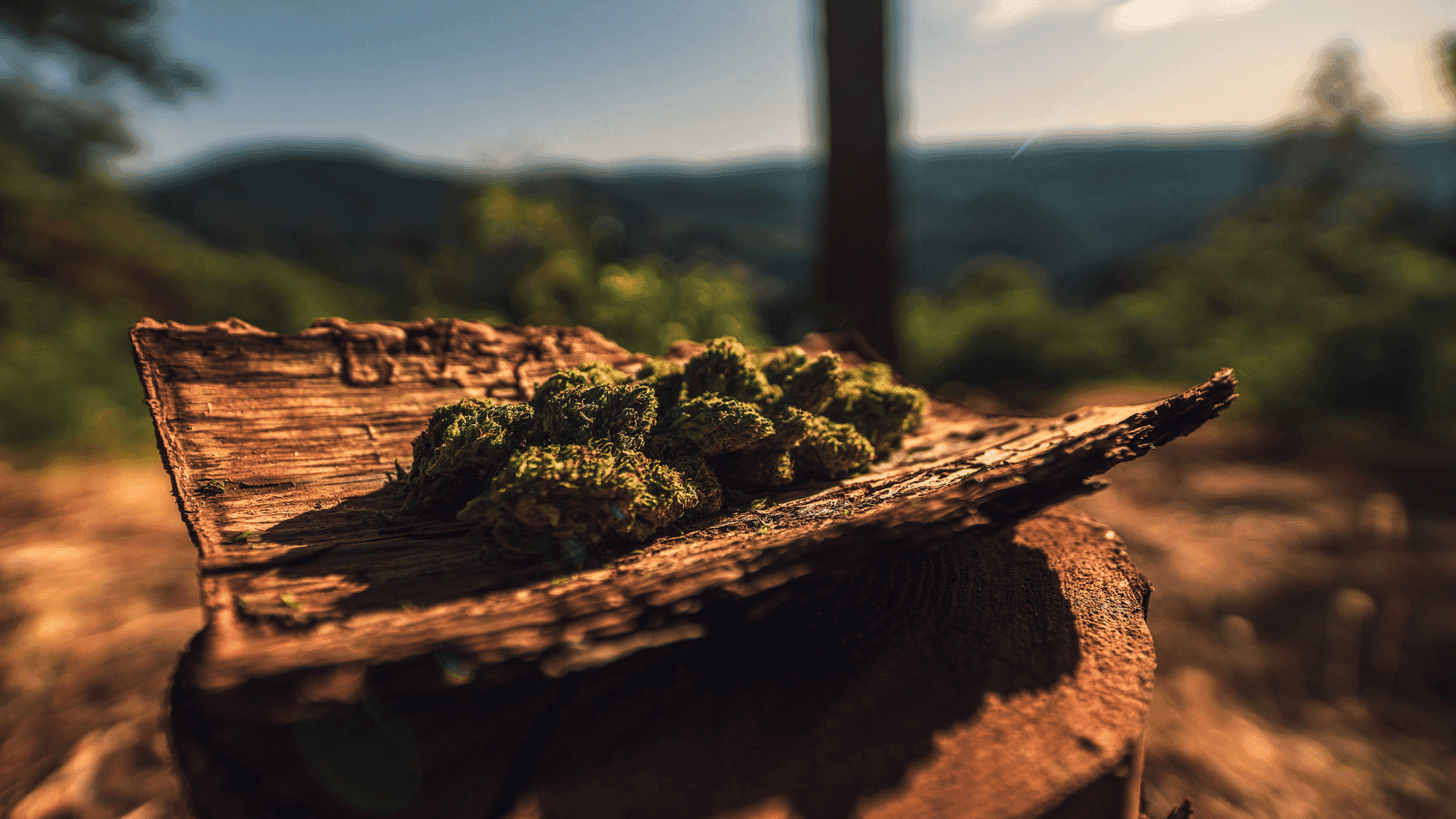 Ohio, Texas, and South Carolina Implement Divergent Hemp Restrictions Amid National Market Shift