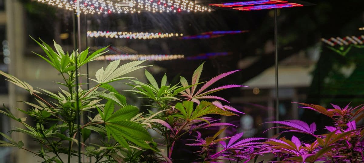 Home Cannabis Cultivation: Navigating Legalities and Choosing the Right Strains
