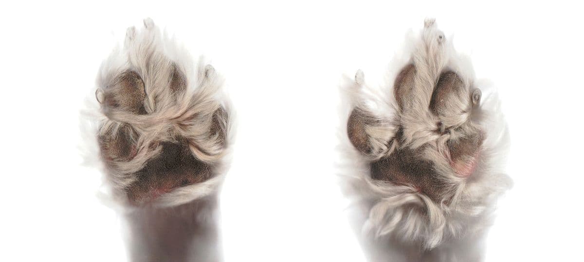 Cannabis and Mushrooms: A Natural Remedy for Canine Dementia