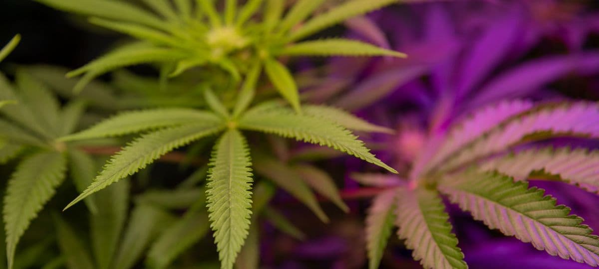 The Enduring Allure of Afghani Cannabis: A Journey Through Terpenes and Tradition