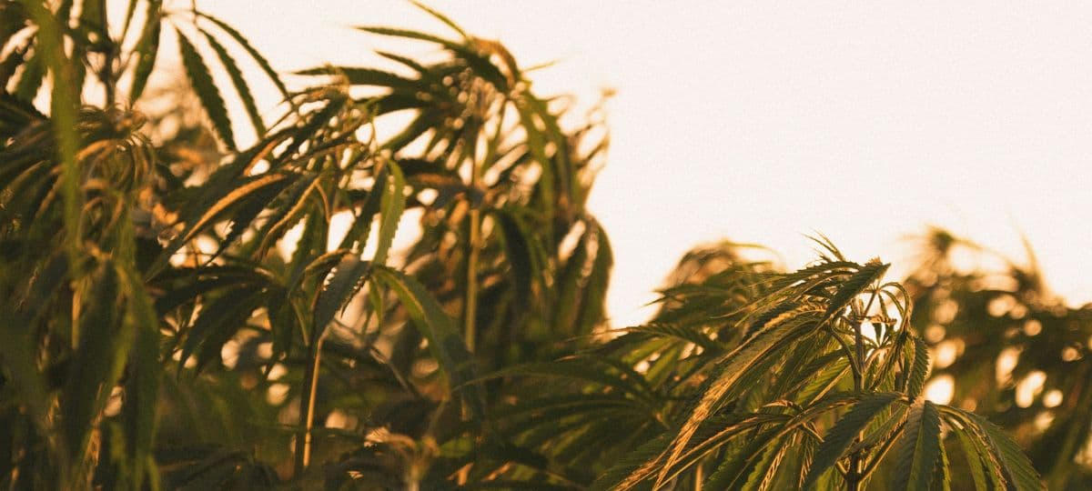 Federal Policy Shift Threatens American Hemp Industry's Future