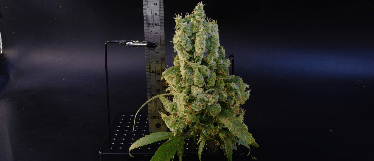 Argentine Growers Challenge Cannabis Light Cycle Tradition with Innovative Supercycle Experiments