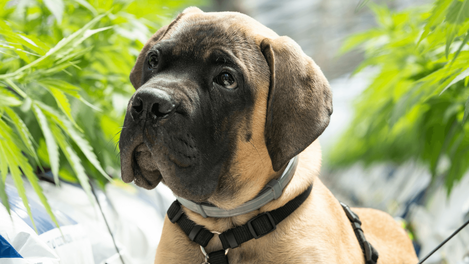 New Study Reveals CBD's Potential to Reduce Aggression in Dogs