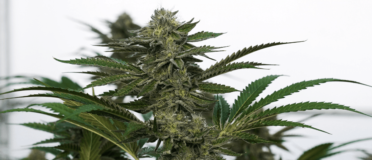 Top Cannabis Breeders of 2025 Revealed in Community Poll