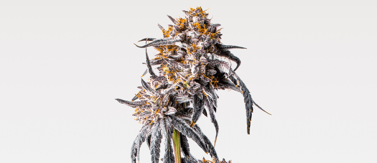 PrimeTime Capital Ravive Sherbinskis en Difficulté avec une Fusion Stratégique