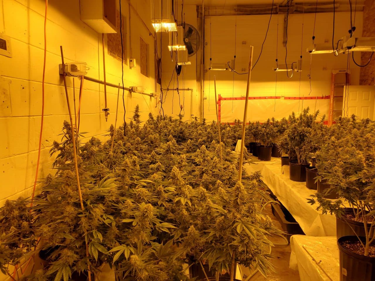 Sea of Green Method Offers Efficient Cannabis Cultivation for Home Growers