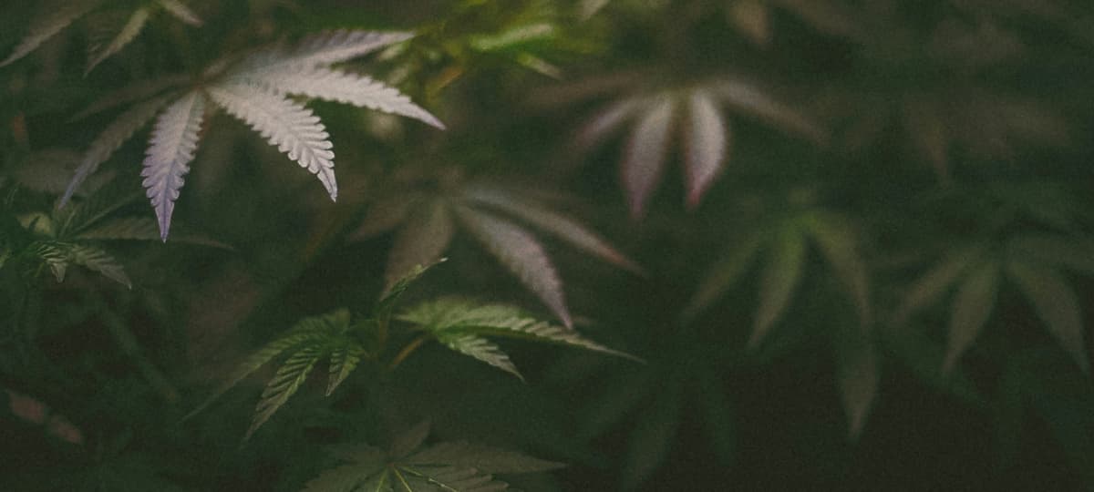 Alaskan Thunderfuck Strain Symbolizes Era of Scarce and Low-Quality Cannabis in 1980s Boston