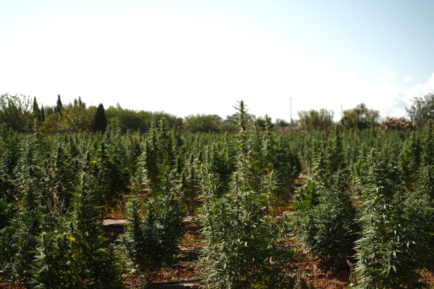 High Times Launches Travel Series Exploring Contrasting Cannabis Cultures in Mallorca and Portugal