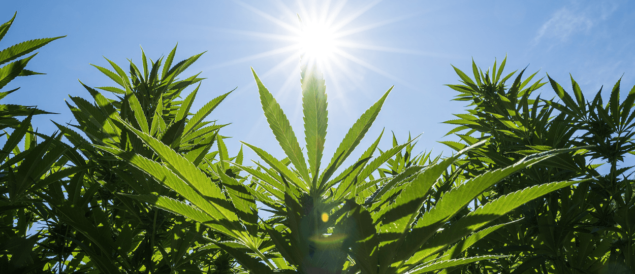 Maine’s Medical Cannabis Program Faces Regulatory Pressure Amid Tracking and Contamination Concerns