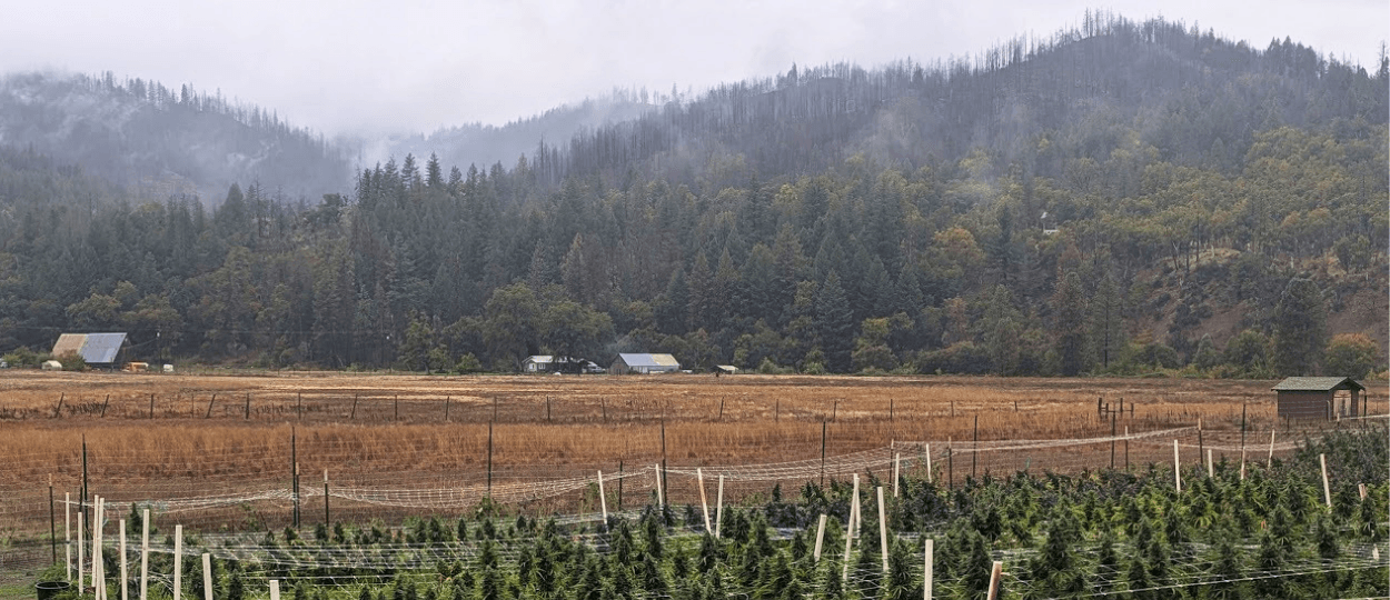 Trinity County Emerges as the Heart of Authentic Cannabis Culture in the Emerald Triangle