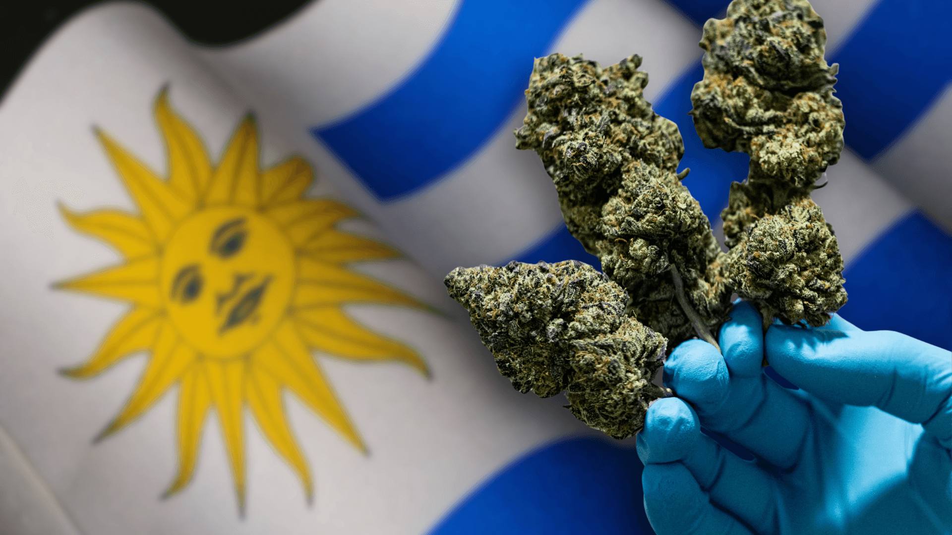 Uruguay Reduces Illicit Cannabis Market to 6.7% as Regulatory Debate Intensifies
