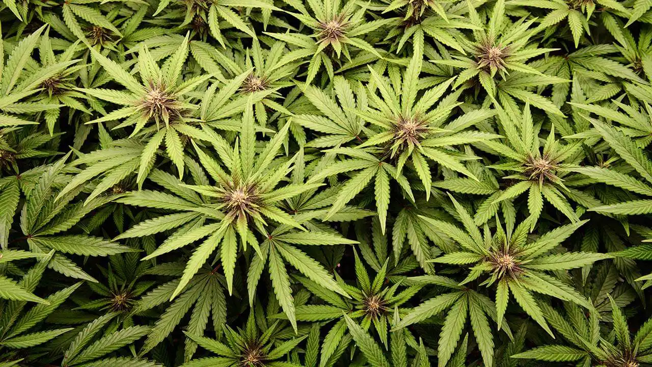 Texas Pushes Forward with Hemp Regulations Amid Federal THC Limitations