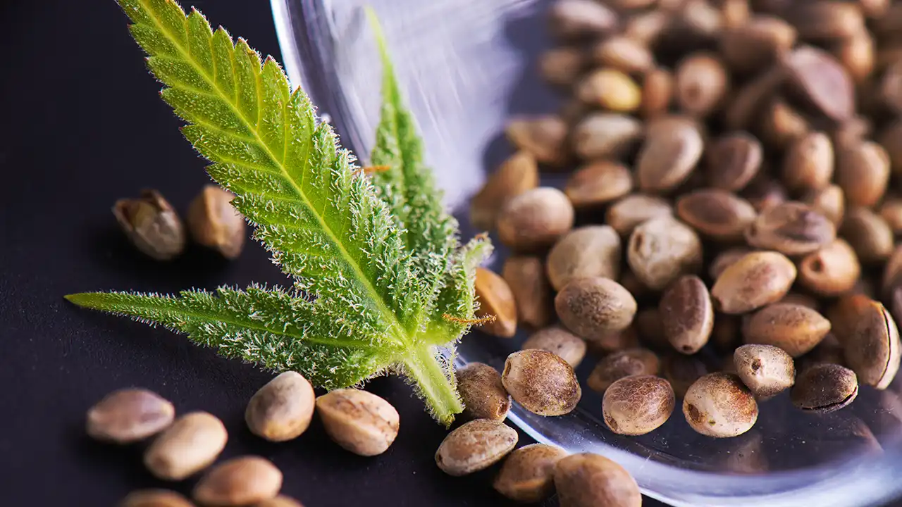 Federal Hemp THC Ban Threatens Cannabis Genetics Trade