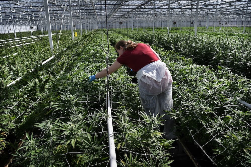 Dutch Court Orders Cannabis Producer to Reduce Odor or Face Closure