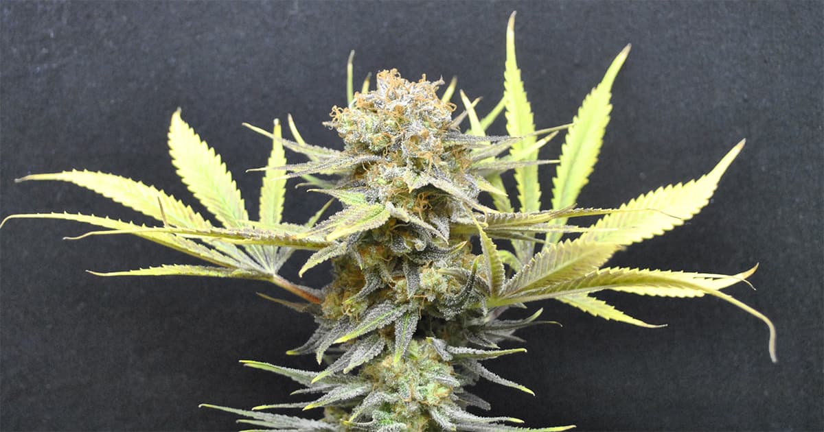 Top Five CBD-Rich Cannabis Strains Offer Therapeutic Benefits Without Intoxication