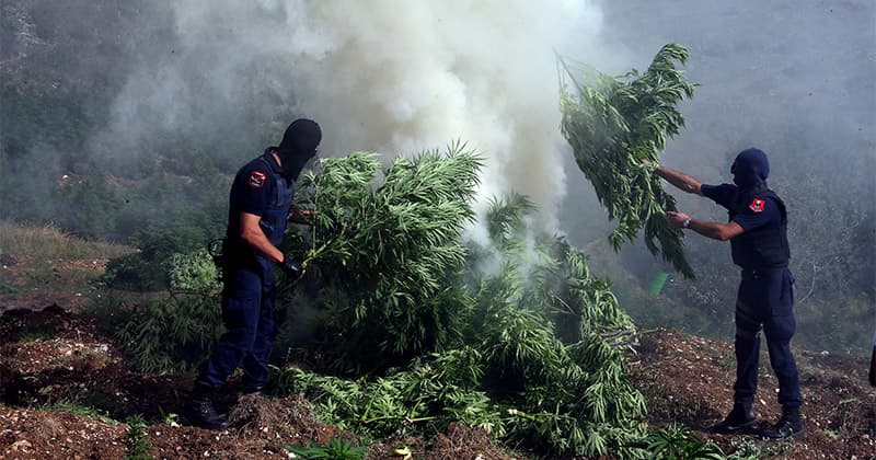 Albanian Authorities Intensify Crackdown on Illegal Cannabis Plantations