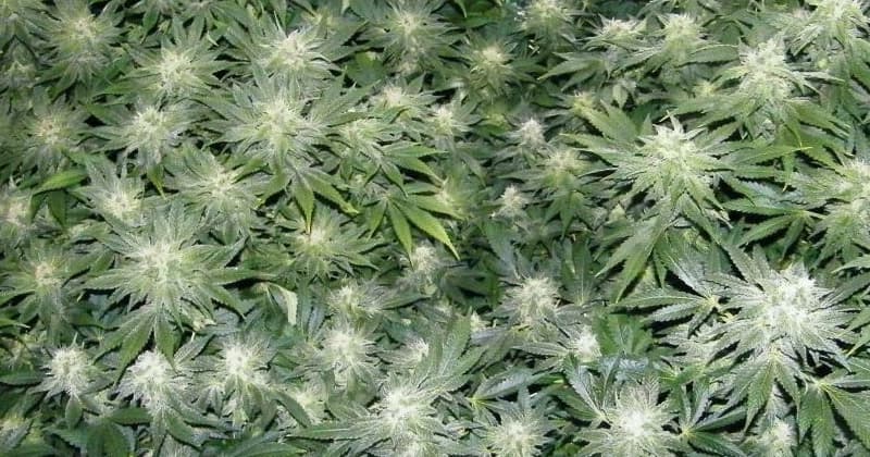 Top Eight High-Yield Cannabis Strains for Maximum Flower Production