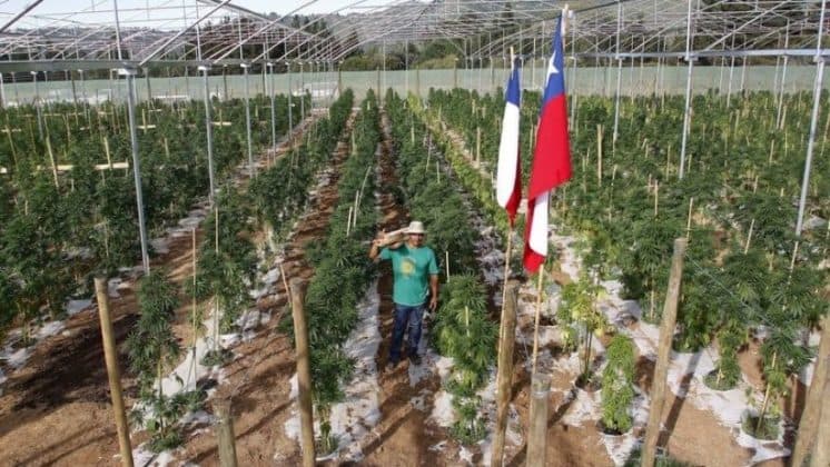 Chile Opens First Medical Cannabis Club in Arica to Serve Patients