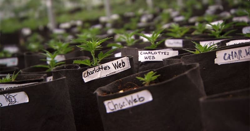 Low-THC Cannabis Varieties Offer Alternative for Sensitive Users