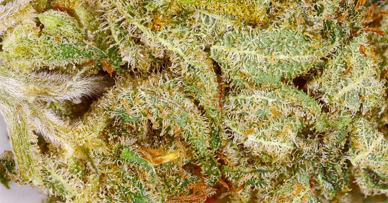 Top Cannabis Strains Prove Effective for Pain Management