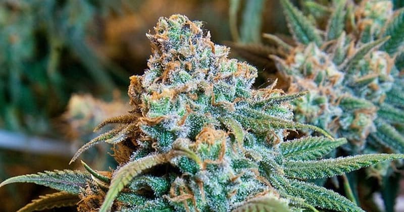 Icelandic MP Proposes Comprehensive Cannabis Legalization Bill