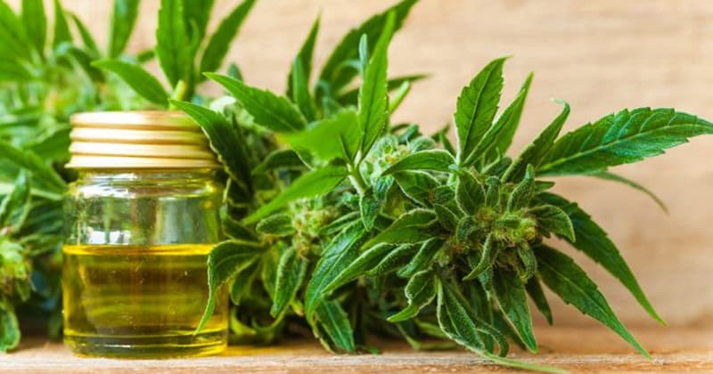 WHO Conference in Geneva to Decide Future of CBD Regulation