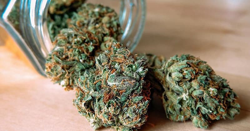 Iceland's Pirate Party Proposes Medical Cannabis Legalization