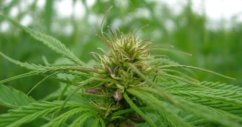 European Hemp Association Urges EU to Raise THC Limits for Industrial Hemp