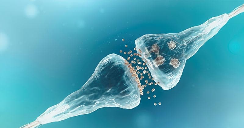 Cannabis Plays Crucial Role in Maintaining Body's Homeostasis