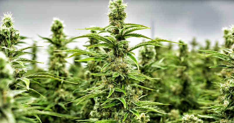 Cannabis Plant Patents Spark Debate Over Innovation and Monopolization