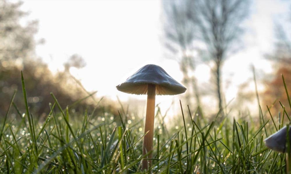 DARPA Launches Project to Develop Non-Hallucinogenic Psychedelic Drugs