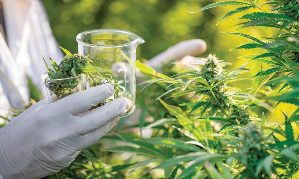 Discovery of THCP and CBDP Cannabinoids Reveals New Potency Levels