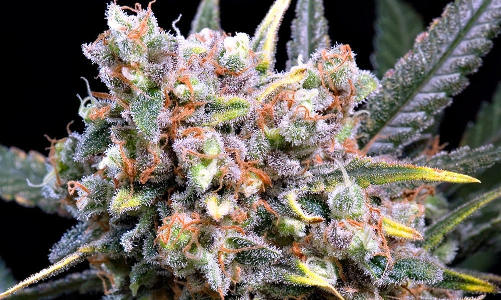 Terpenes in Cannabis Strains Influence Effects and Therapeutic Benefits