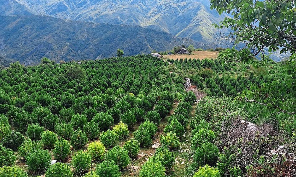 Albania Moves Toward Legalization of Medical Cannabis Cultivation