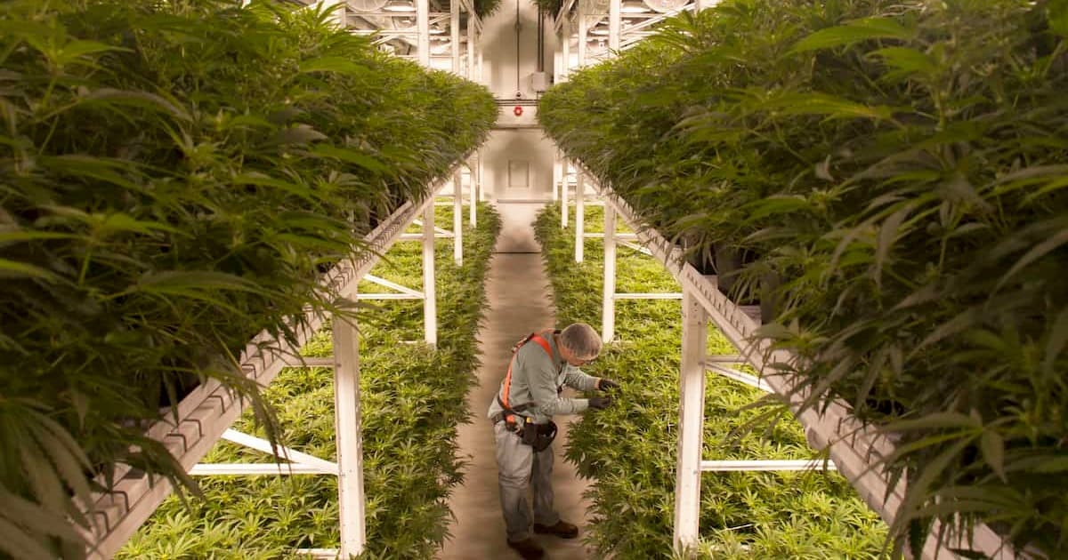 British American Tobacco Acquires 19.9% Stake in Organigram for $175 Million