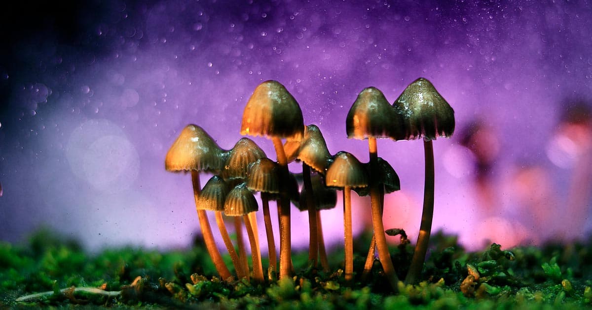 California Senate Committee Approves Bill to Decriminalize Psychedelics
