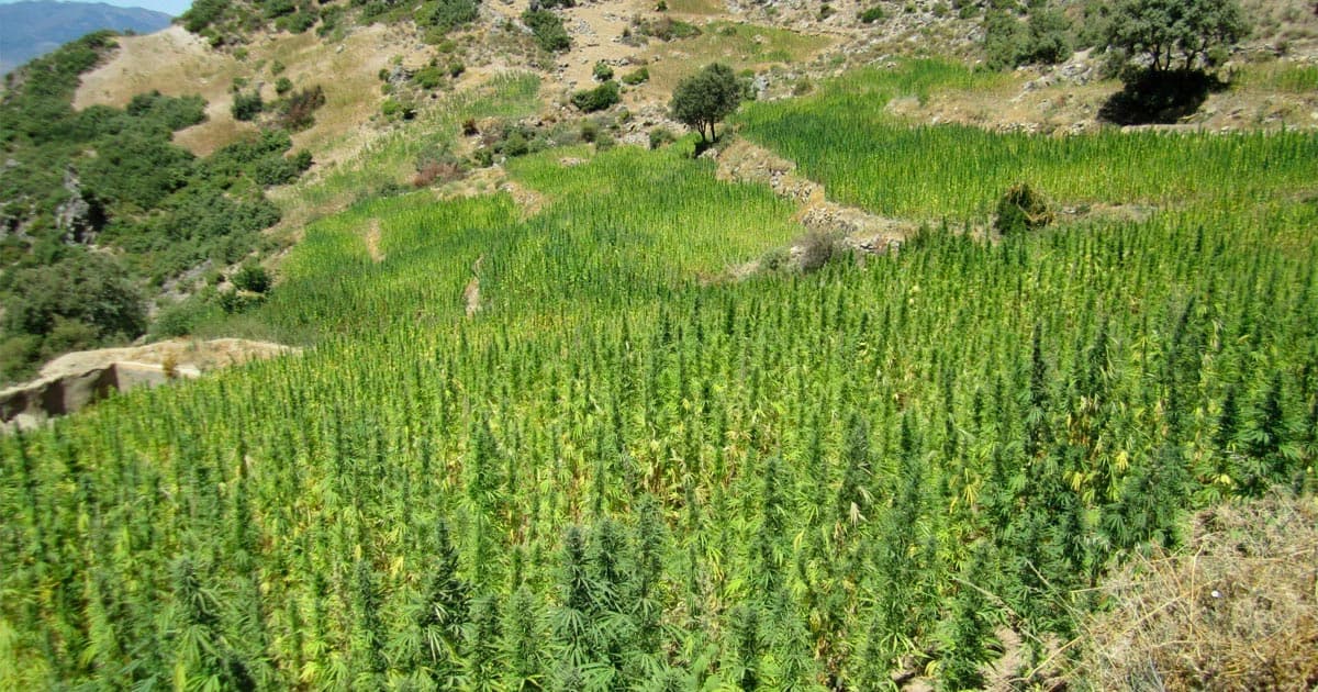 Moroccan Lawmakers Approve Medical Cannabis Legalization with Majority Vote