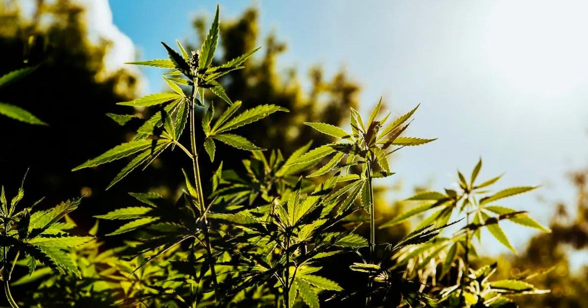 Global Hemp Industry Unites to Form International Advocacy Association