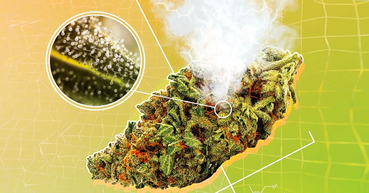 ABSTRAX Identifies New Chemical Compounds Behind Skunk Cannabis Aroma