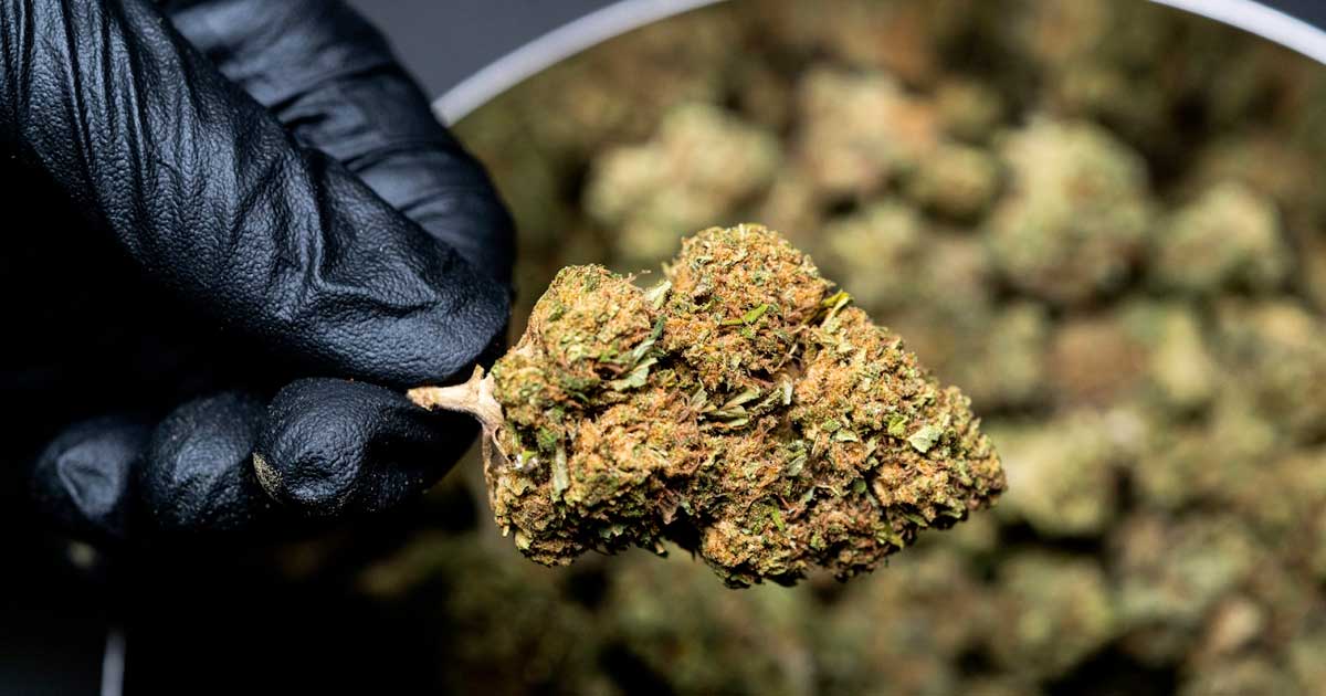 Study Finds No Evidence That Cannabis Acts as a Gateway Drug