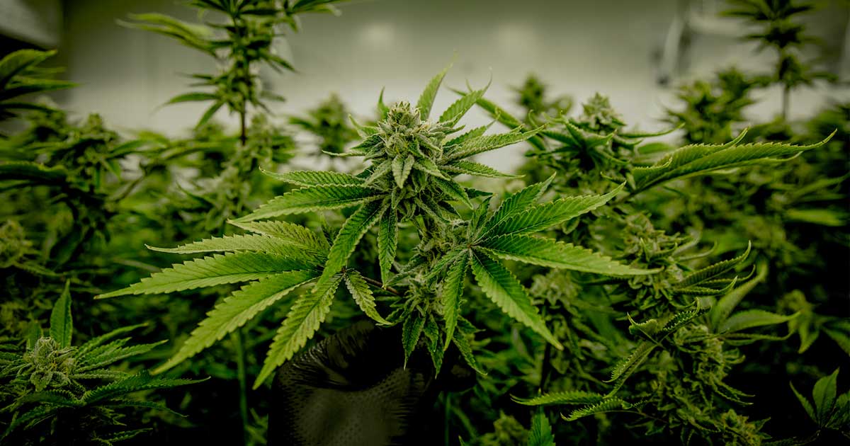 Germany Unveils Revised National Cannabis Legalization Plan