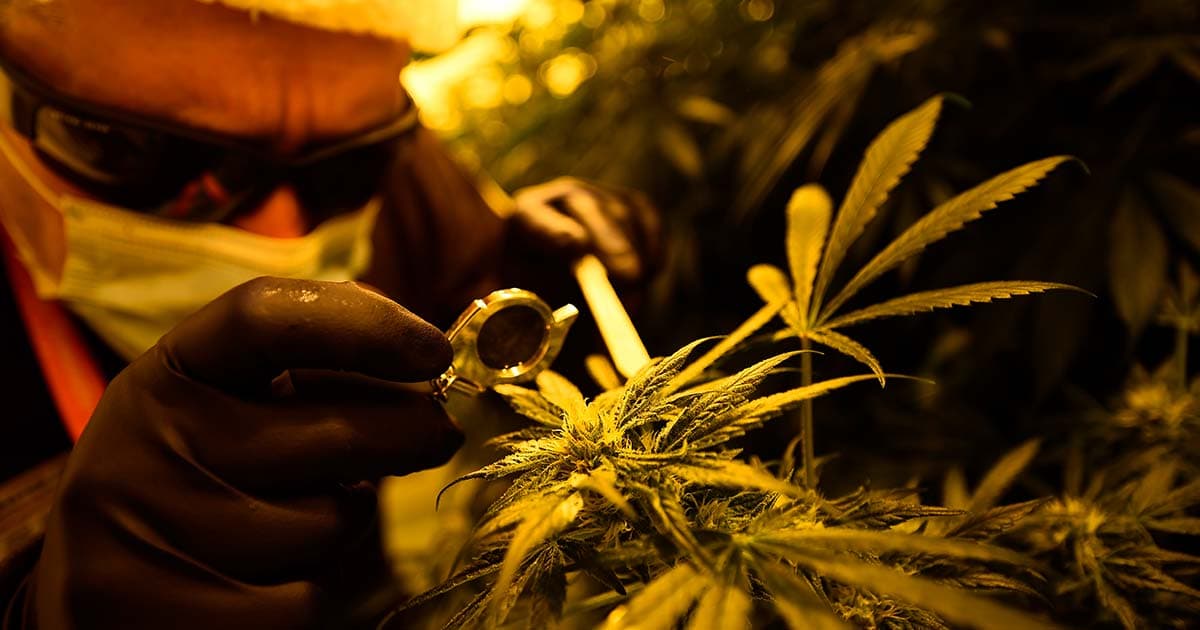 Italian Army Halts Medical Cannabis Production Due to Staffing Issues