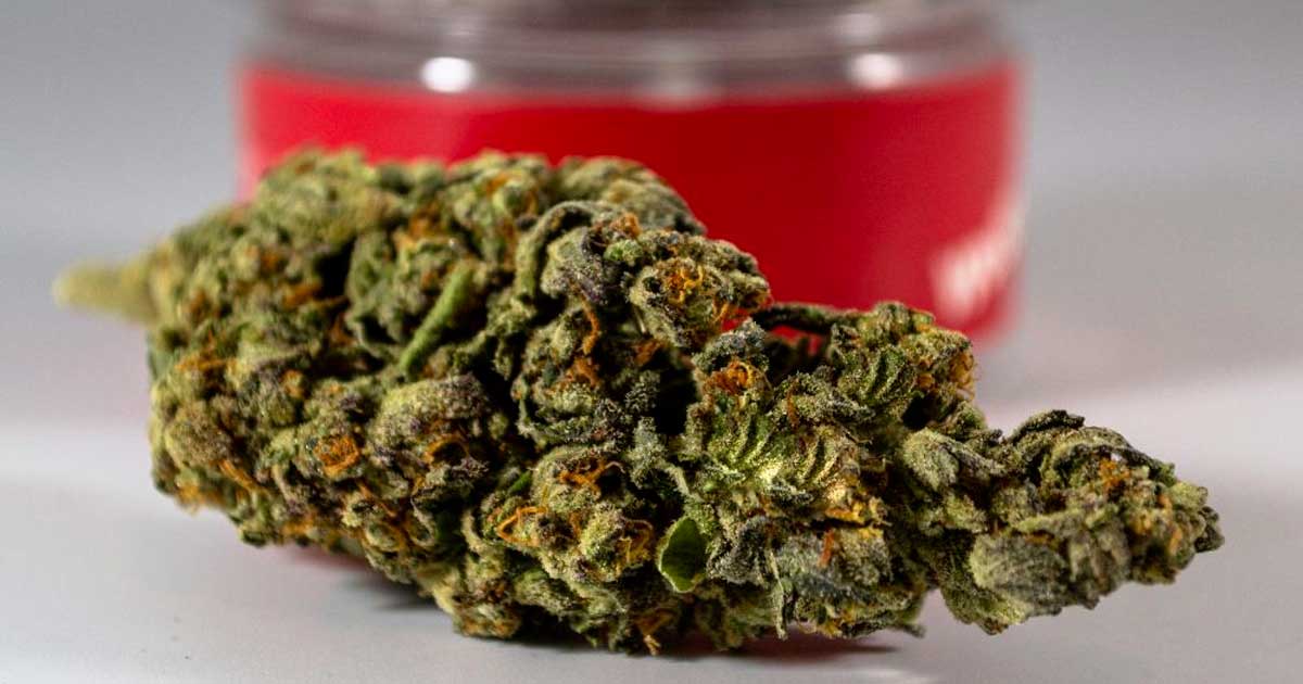 French Government Considers CBD Flower Sales Monopoly for Tobacco Shops