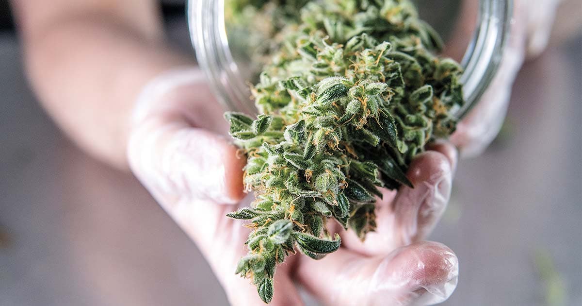 Berne to Launch Regulated Cannabis Sales in Pharmacies This Autumn