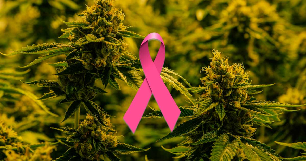 Study Confirms Medical Cannabis Effectively Reduces Cancer Pain