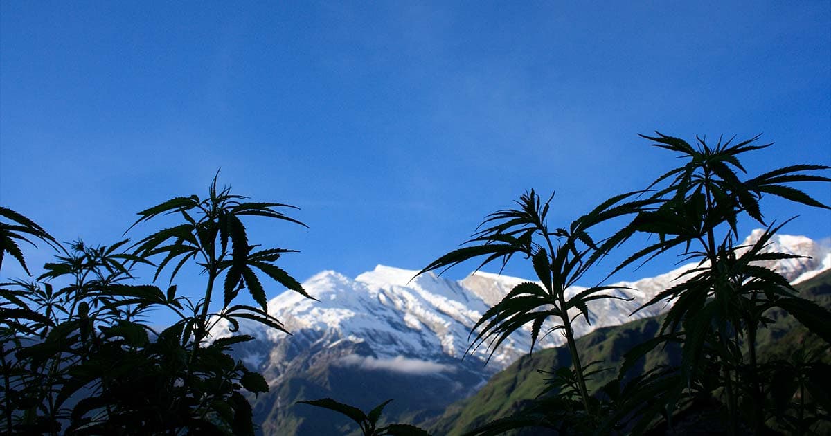 Nepal Considers Cannabis Cultivation for Medical Use Amid Economic Debates