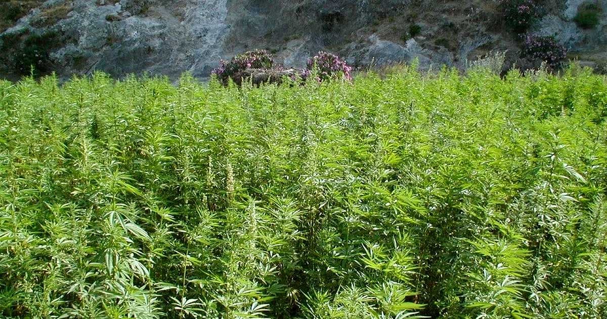 Morocco Launches First Legal Cannabis Cultivation Season with International Seeds