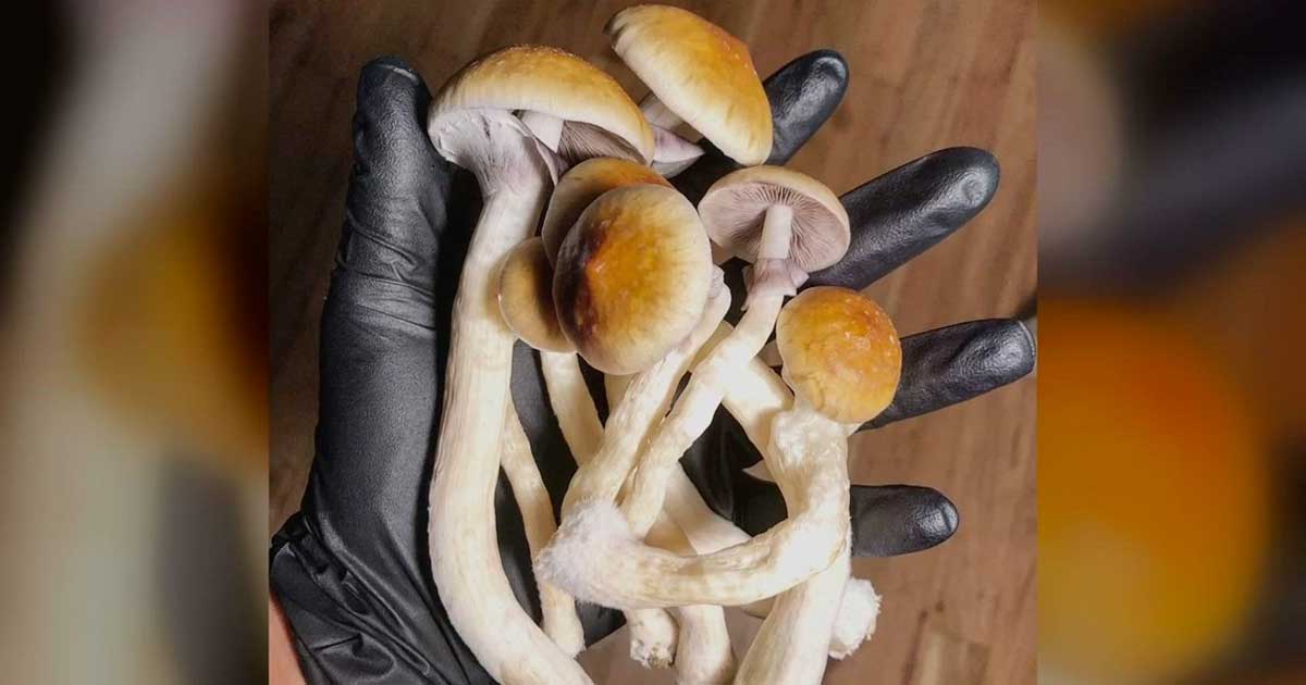 Oregon Opens First Psilocybin Therapy Center with High Treatment Costs